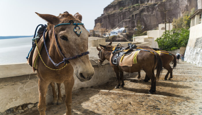 Donkeys in Fira